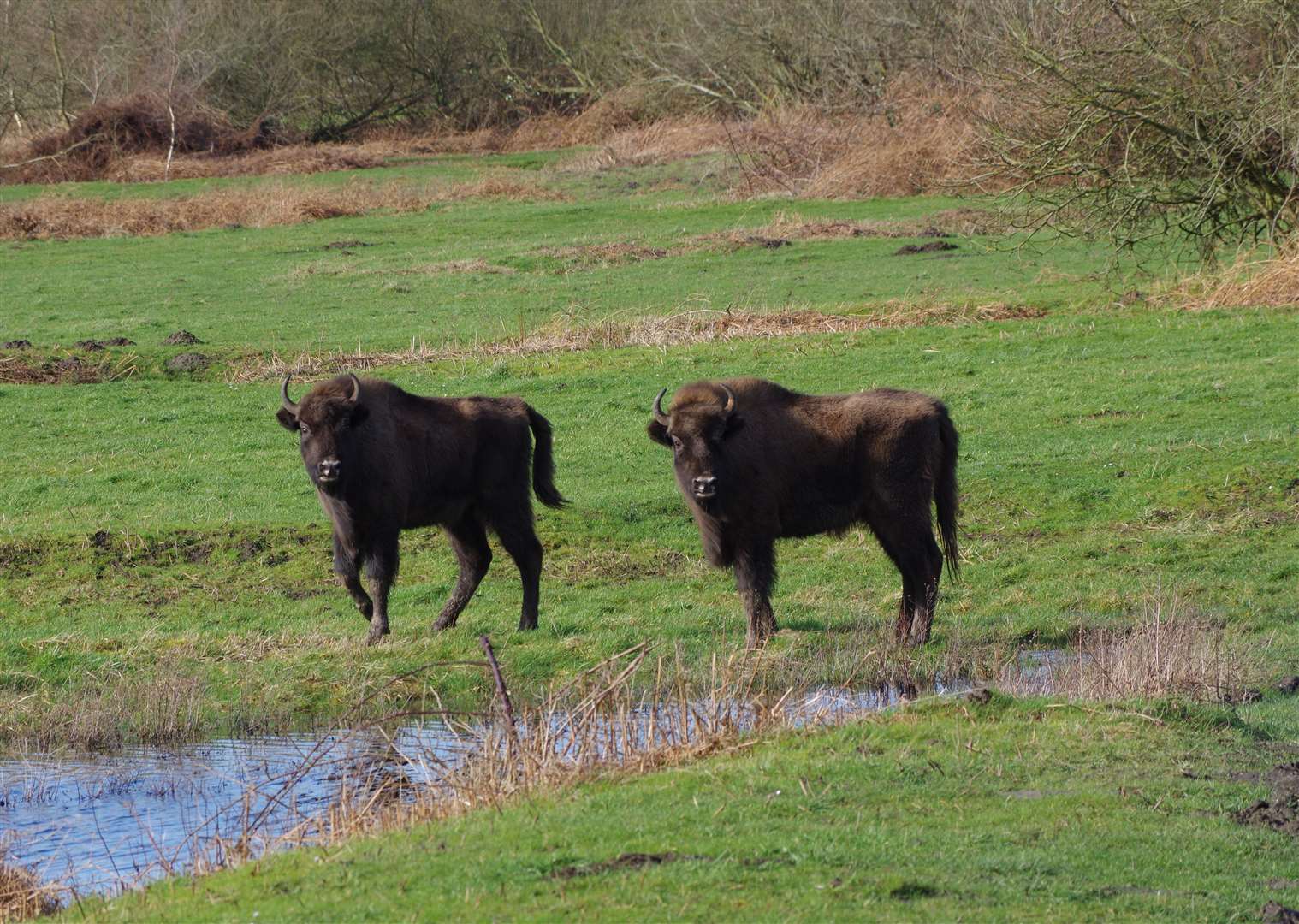 The natural behaviour of the bison will help other wildlife, experts say (Amanda Fegan)