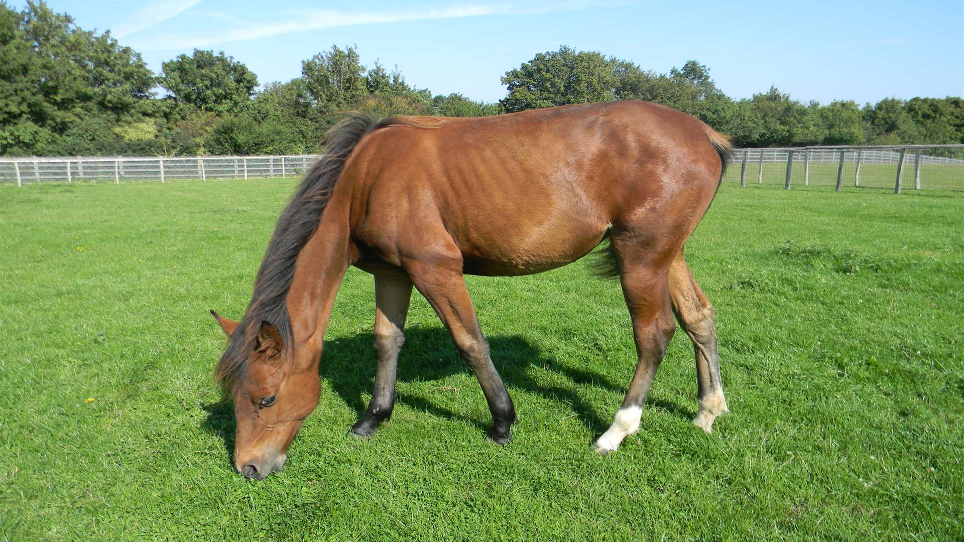 Rosie, after she was rescued by the RSPCA