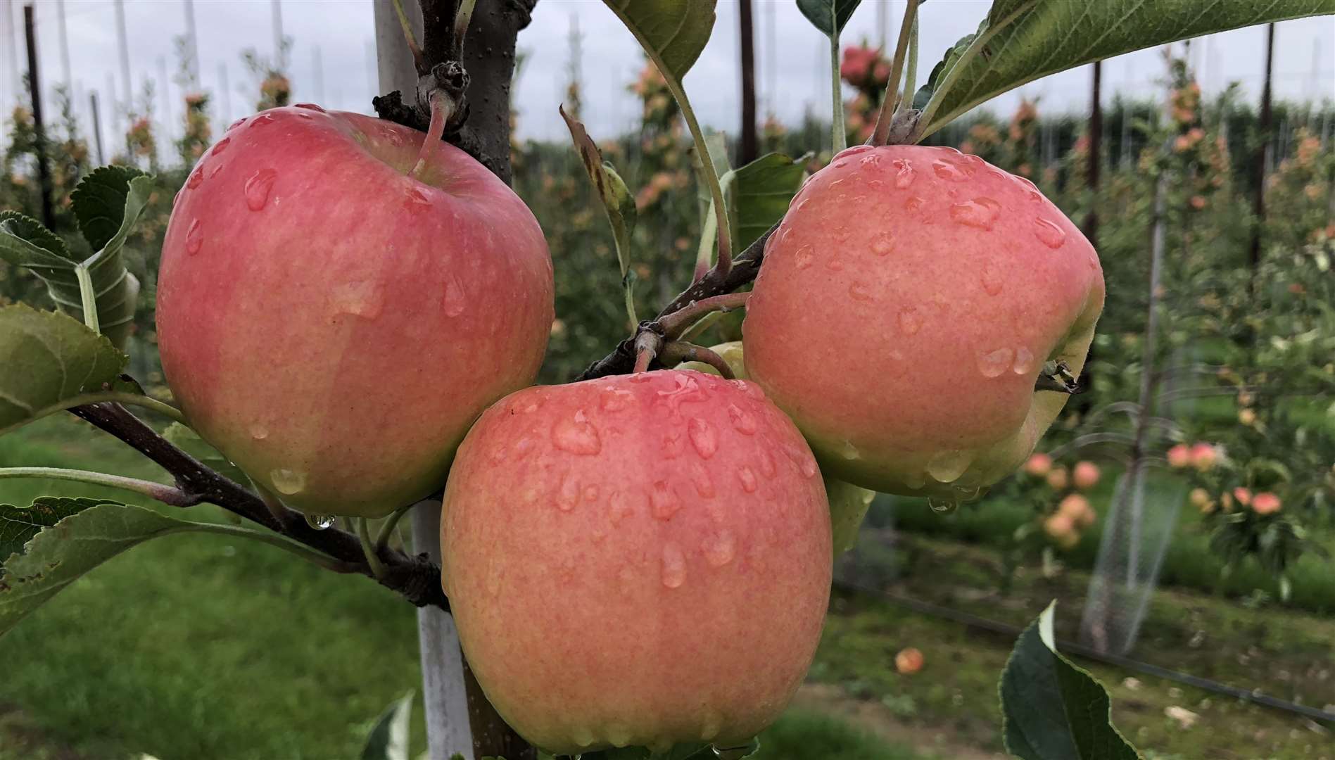 Never resting on their laurels, AC Goatham & Son is always looking to grow new varieties of apples.