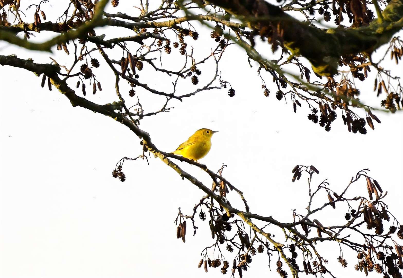 The yellow warbler was spotted in Larkfield, near Maidstone. Picture: Neil Colgate