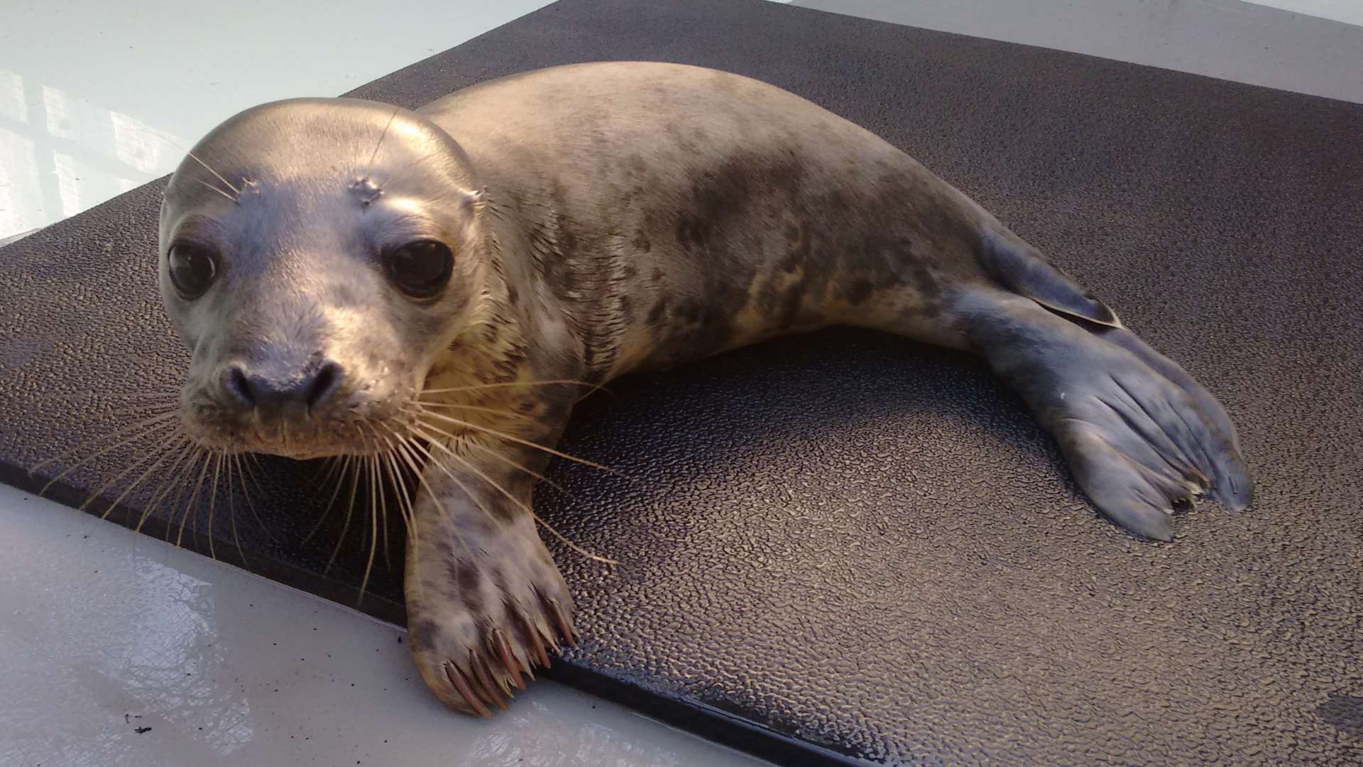 This female seal had to be rescued after getting stuck last week. Pic: RSPCA