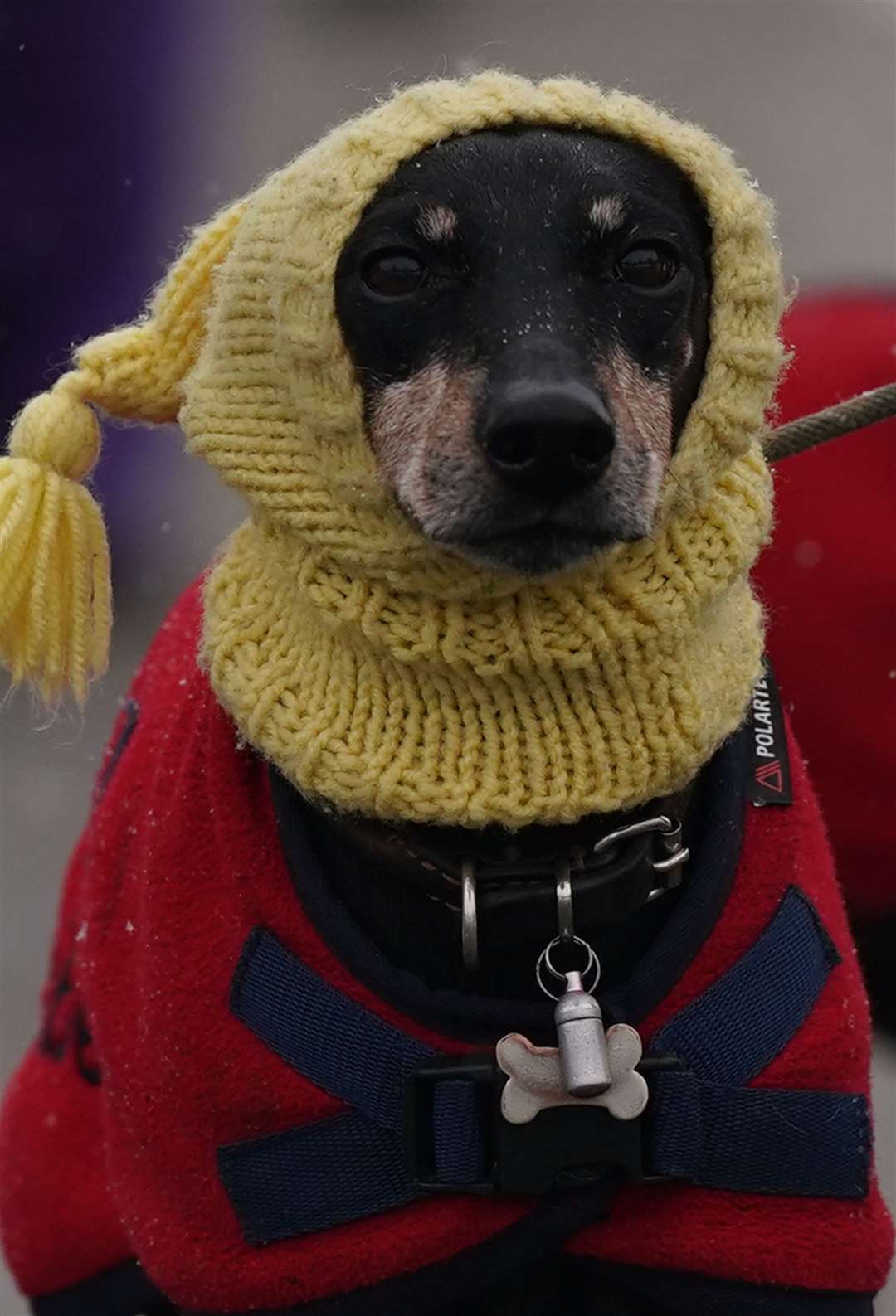 A dog on the first day of Crufts at the National Exhibition Centre in Birmingham (Jacob King/PA)