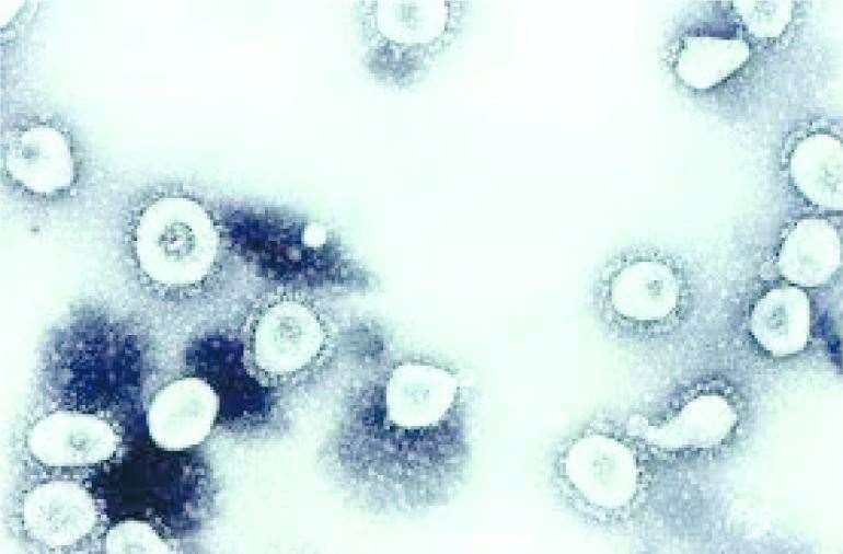 The World Health Organisation have declared the coronavirus outbreak an international public health emergency