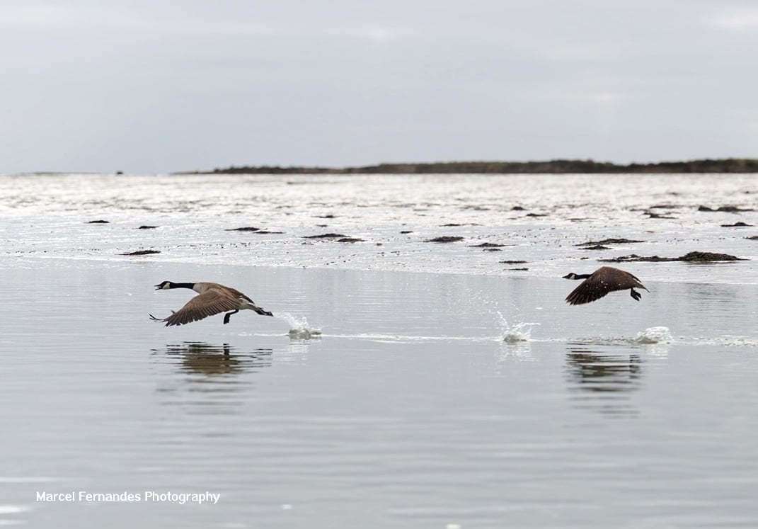 Canadian geese on the River Medway's bank. Picture: Marcel Fernandes