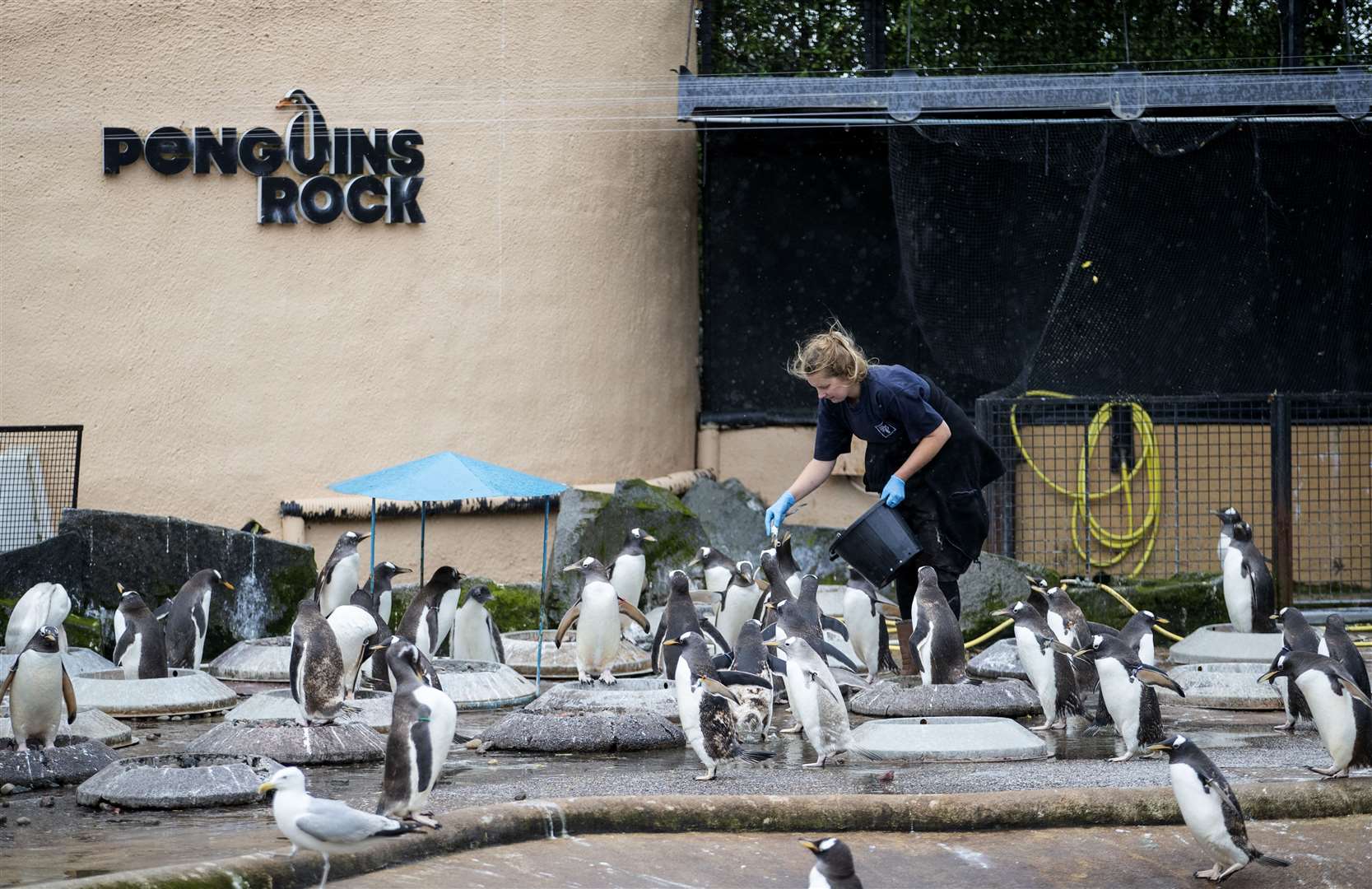 One of the zoo’s attractions is watching the keepers feed the penguins (Jane Barlow/PA)