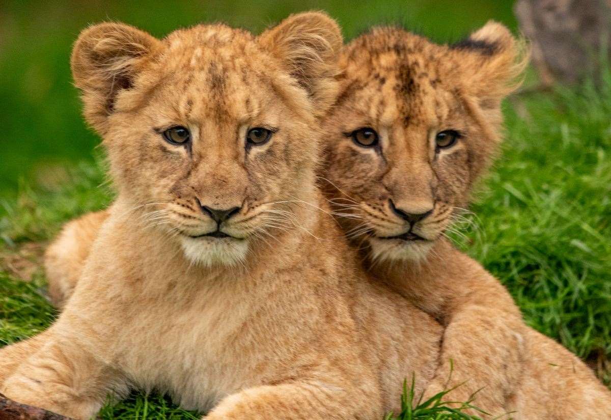 First Pictures Of New Lion Cubs At Howletts Wild Animal Park In Kent