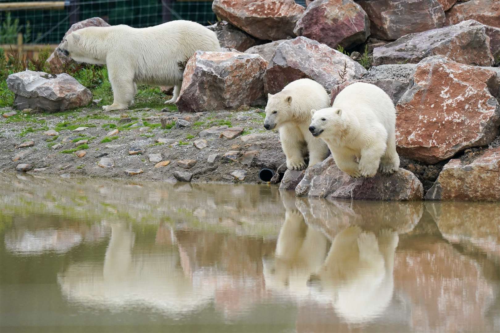 Polar bear Hope and her cubs, Nanook and Noori, in their new habitat at Peak Wildlife Park near Leek, Staffordshire (Jacob King/PA)