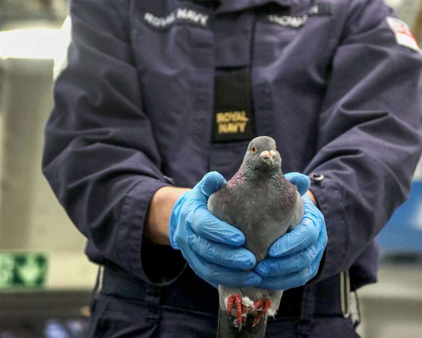 Pauley the pigeon on board HMS Queen Elizabeth (LPhot Luke/PA)