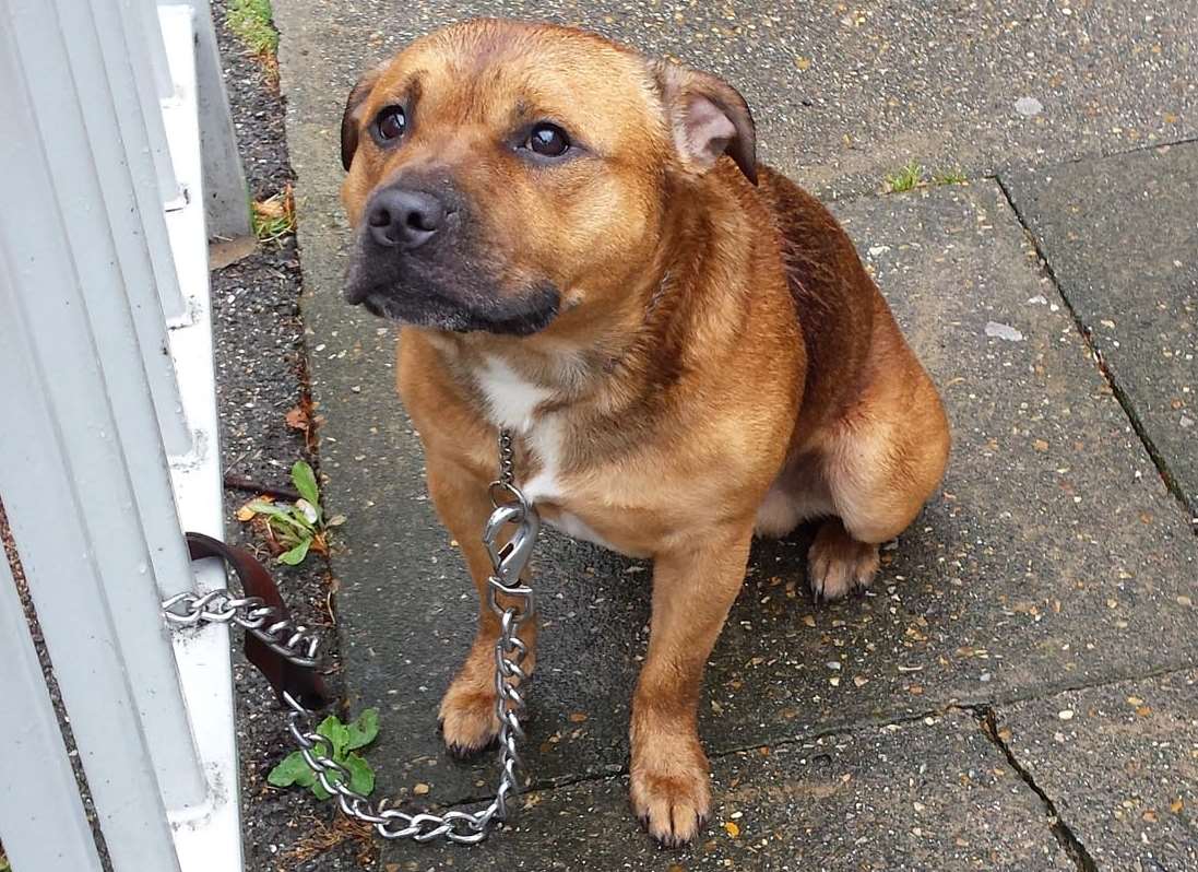 The dog was found tied to railings in Murston Road, Sittingbourne