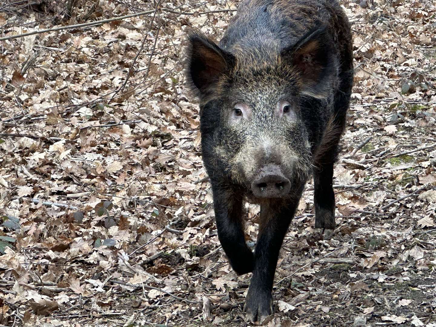 Iron-age pigs, a cross between pig and boar, rummage on the forest floor with their snouts, looking for roots and bulbs, disturbing the soil and causing seeds to grow (Wilder Blean Project/PA)