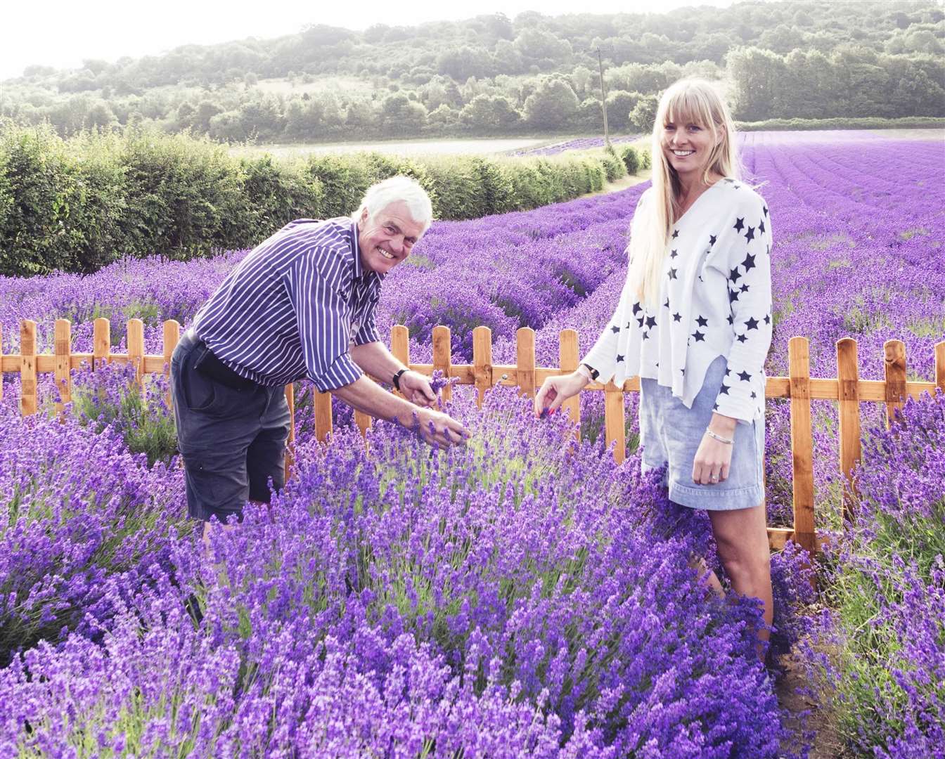 Buy Castle Farm Lavender Plants online - Castle Farm Shop