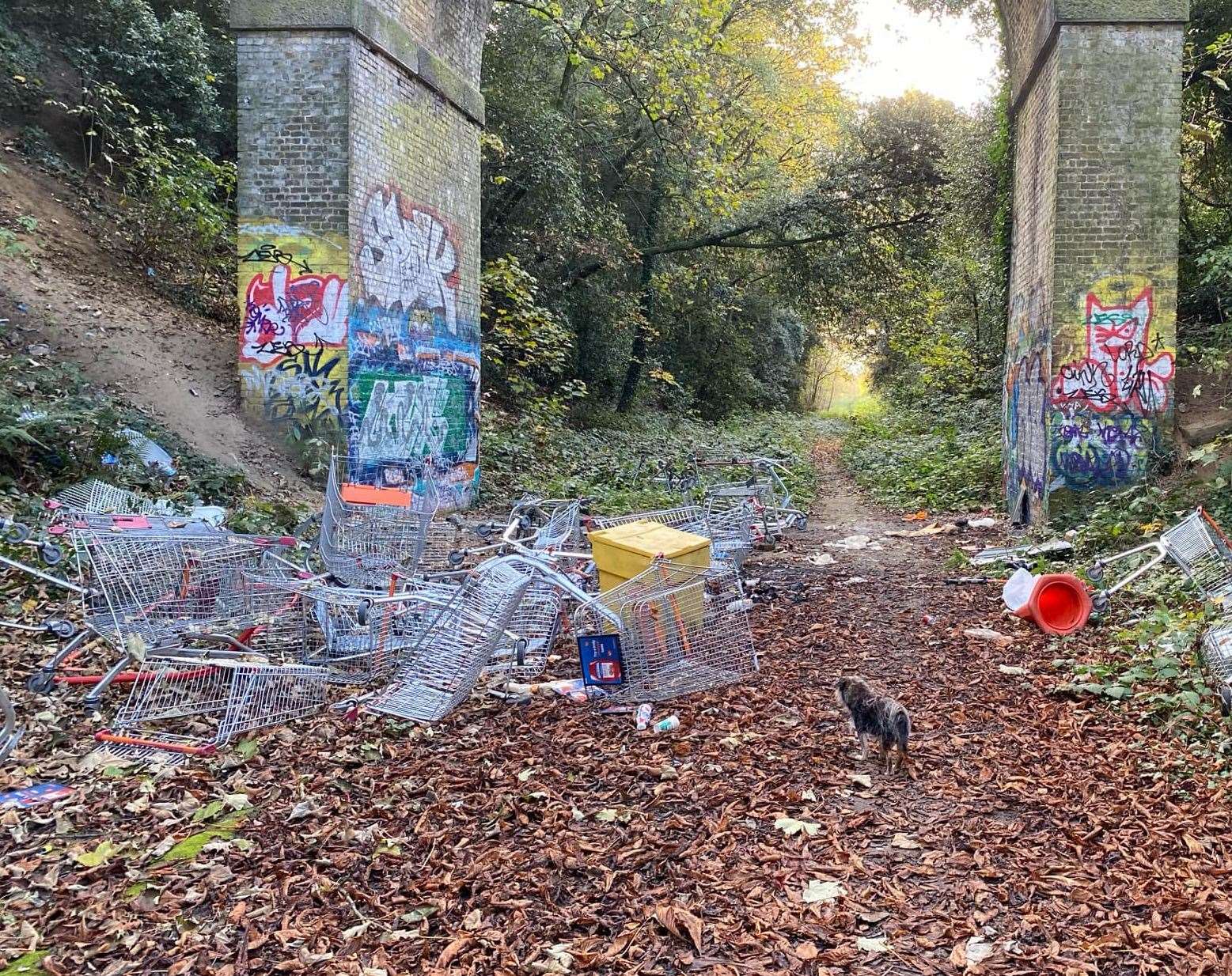 The trolleys have been dumped on either side of the path. Picture: Kevin Shaw