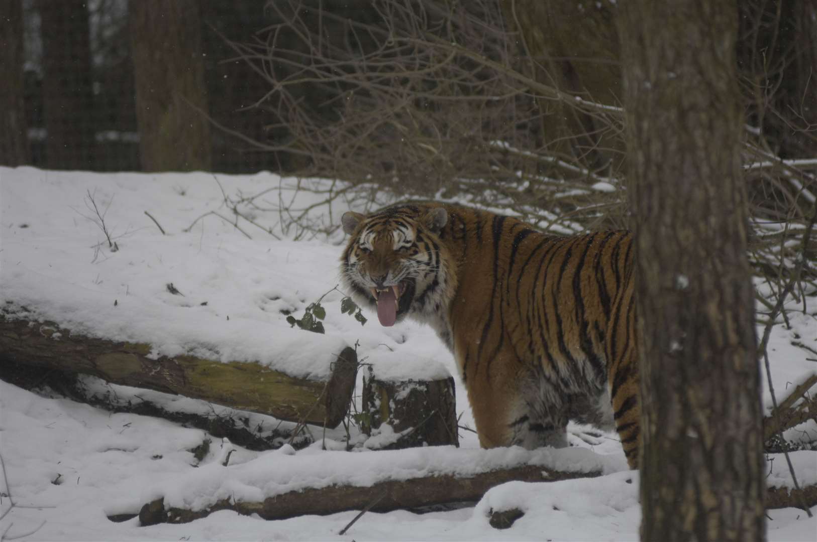 Popular tiger Ingrid dies of old age at Port Lympne Hotel and Reserve ...