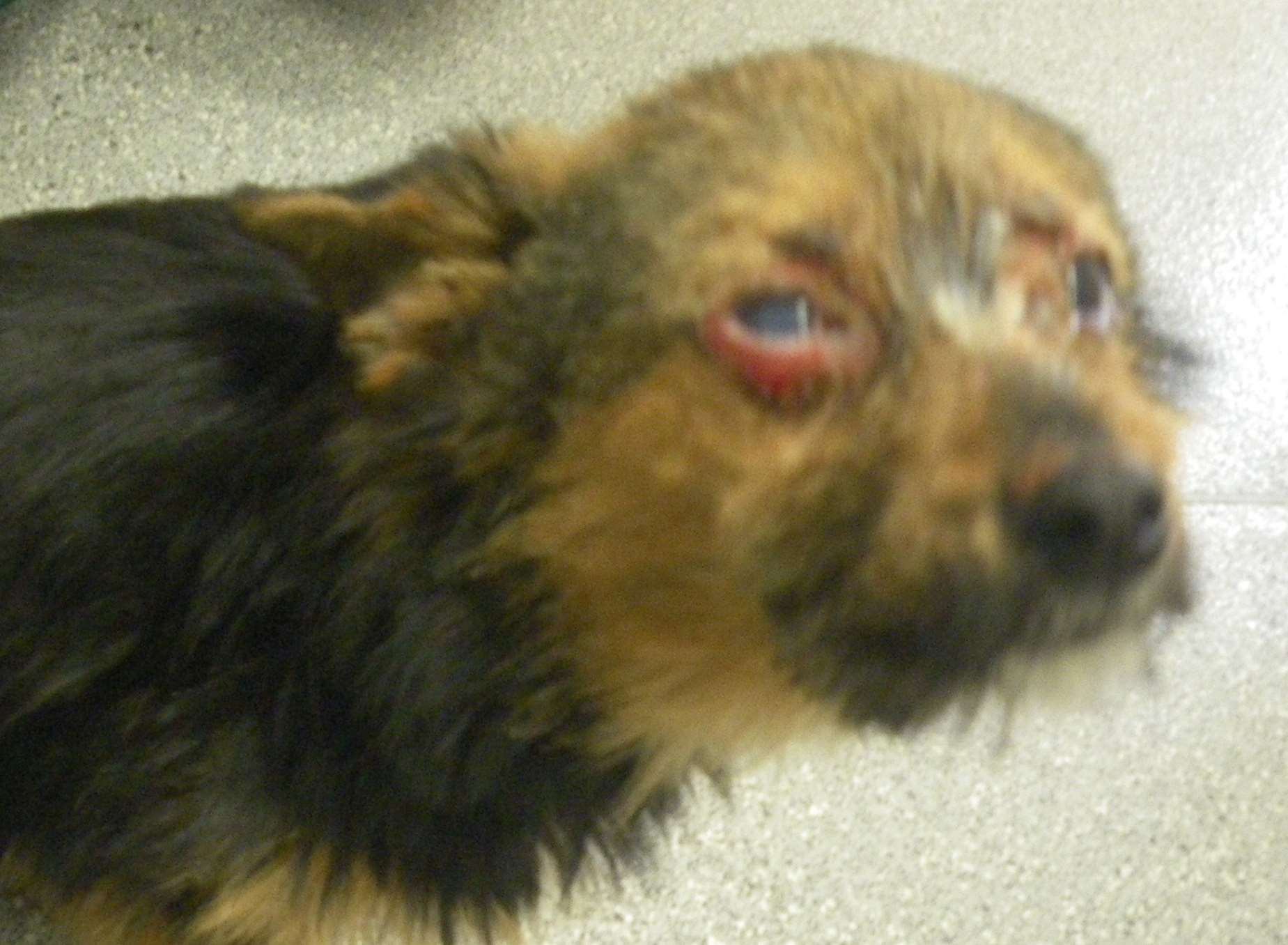 Chunky was stolen, tortured and dumped at a rubbish tip