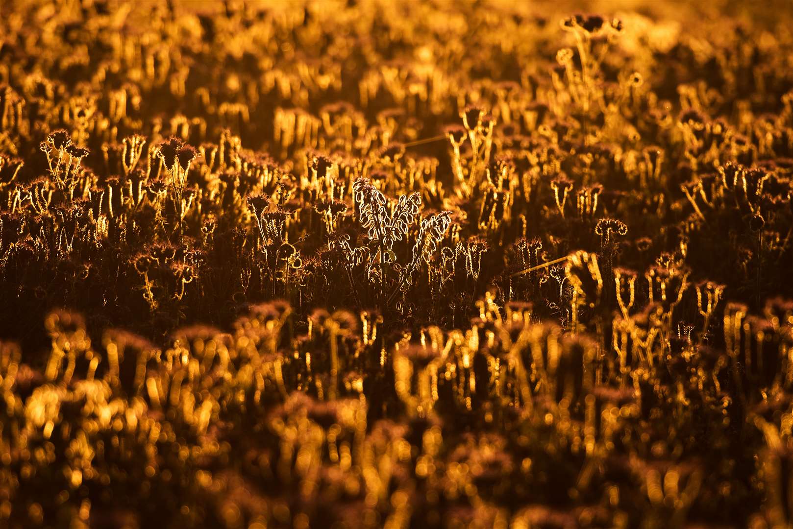 Early morning light over a field of thistles in Orston, Nottinghamshire (Neil Squires/PA)