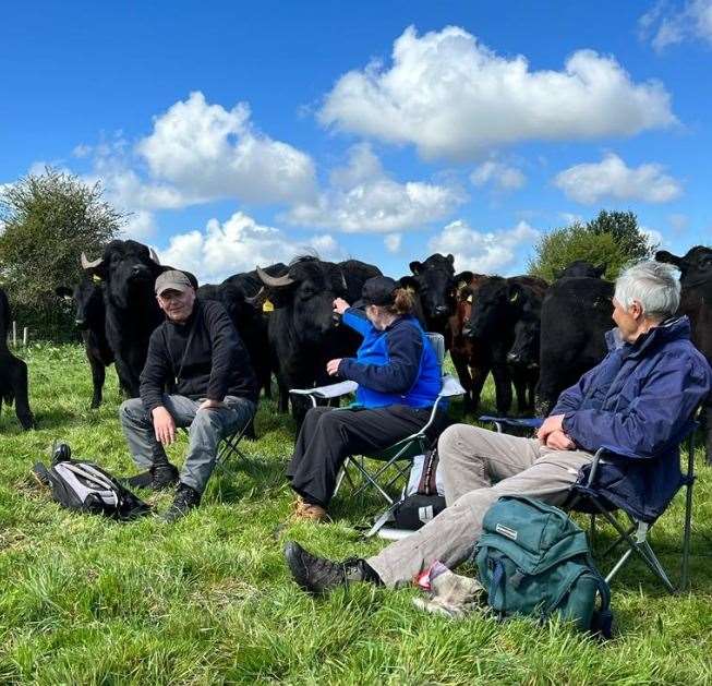 People can stay comfortably close to the water buffaloes as they are not aggressive. Picture: John Wilson, Kent Wildlife Trust