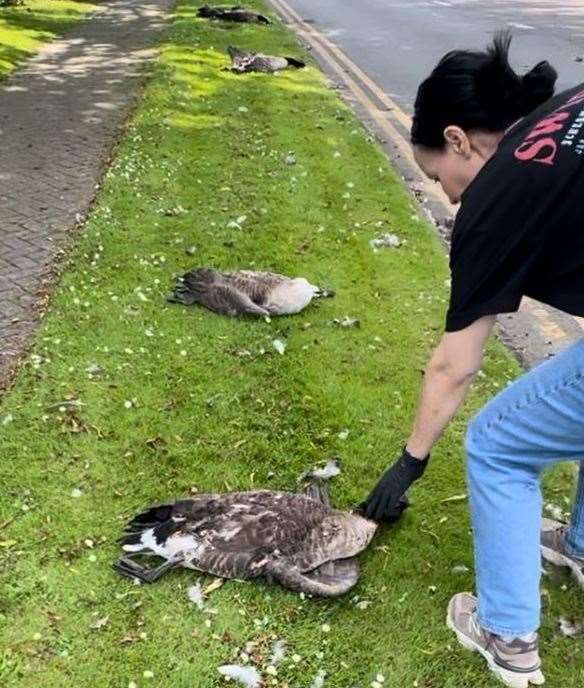 A man has been arrested after eight geese were found dead in Anchor Boulevard, Dartford. Picture: Carly Ahlen