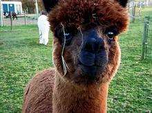 Alpacas at Kent Life