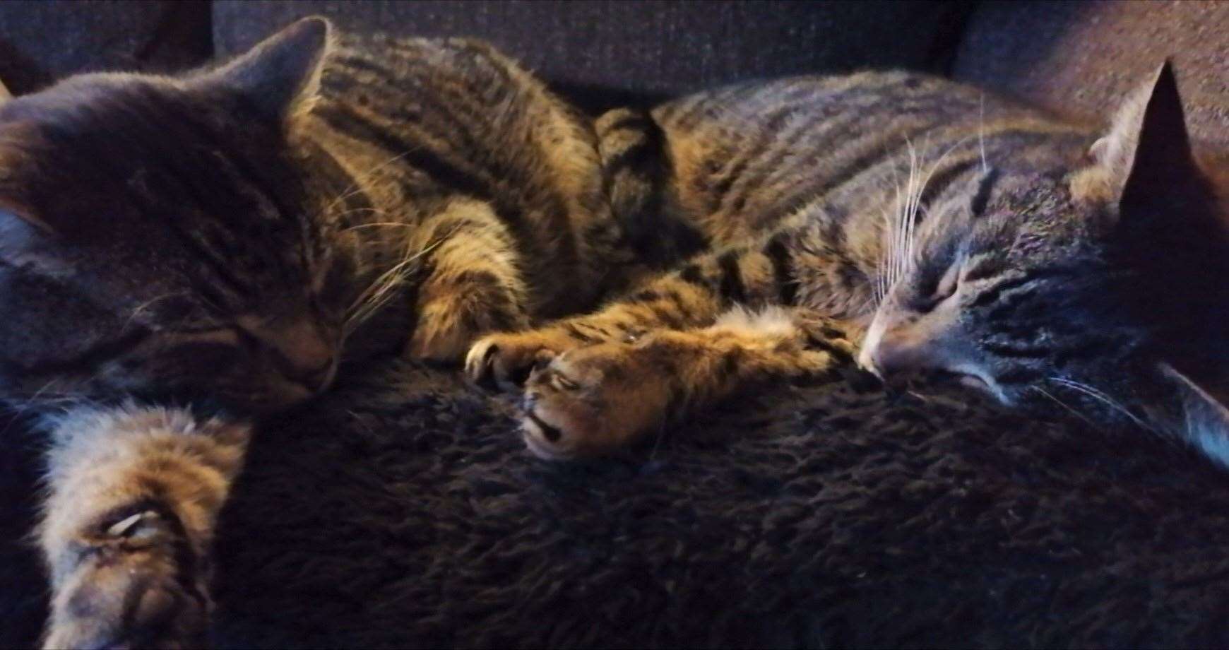 Cats Chas and Dave have been reunited 16 months after Dave went missing from his home in Watlington, Norfolk (Cats Protection/ PA)