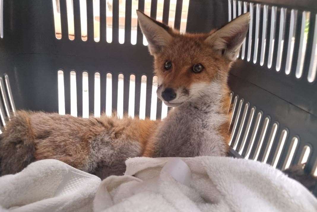 This injured fox cub is one of the many animals helped by the sisters