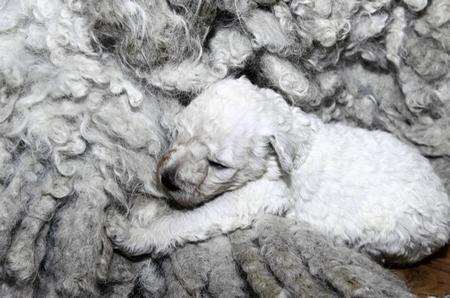 Tia and her pup. Anita Walters has had puppies from her rare breed of sheepdog.