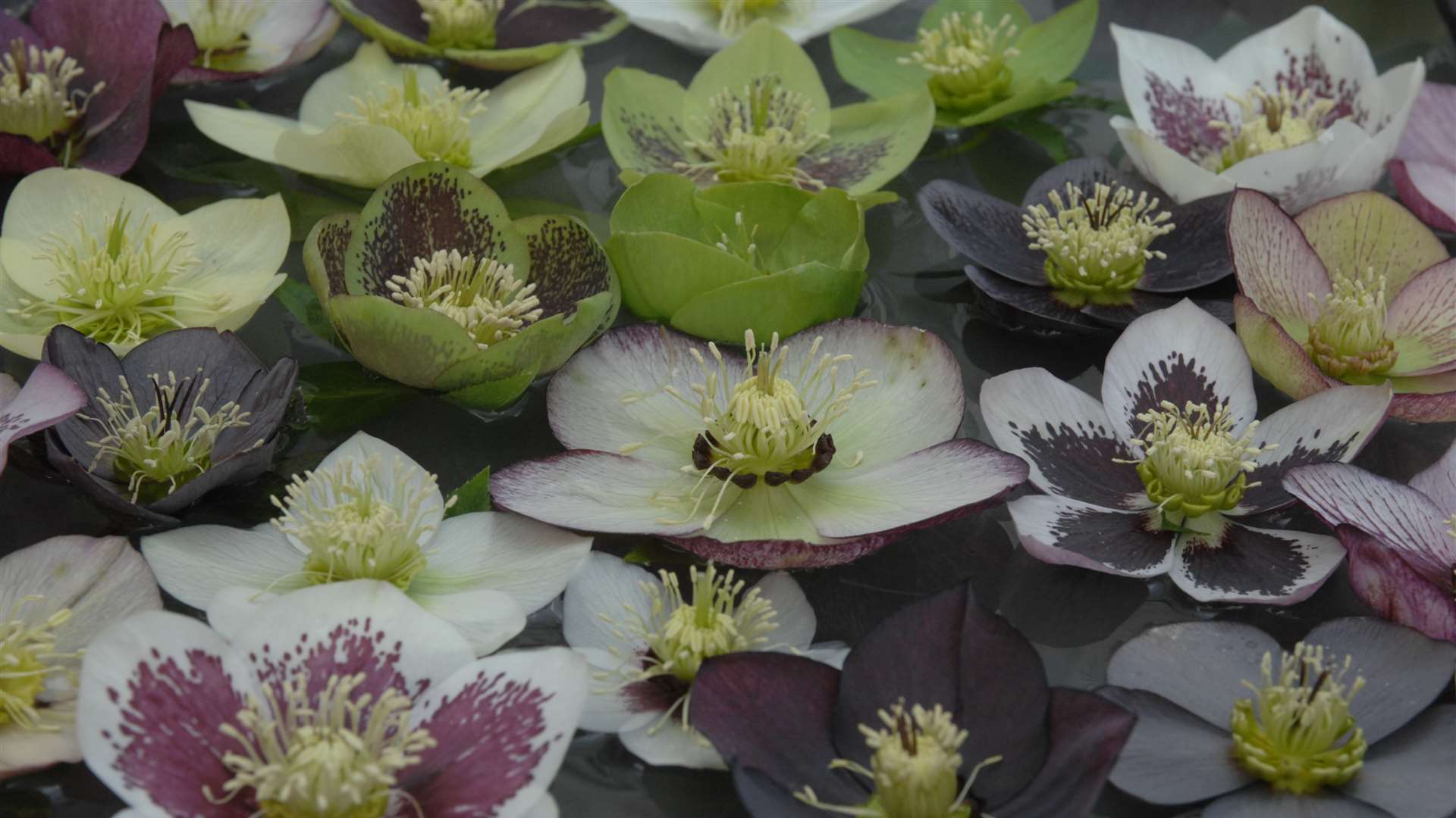 Hellebores at Broadview