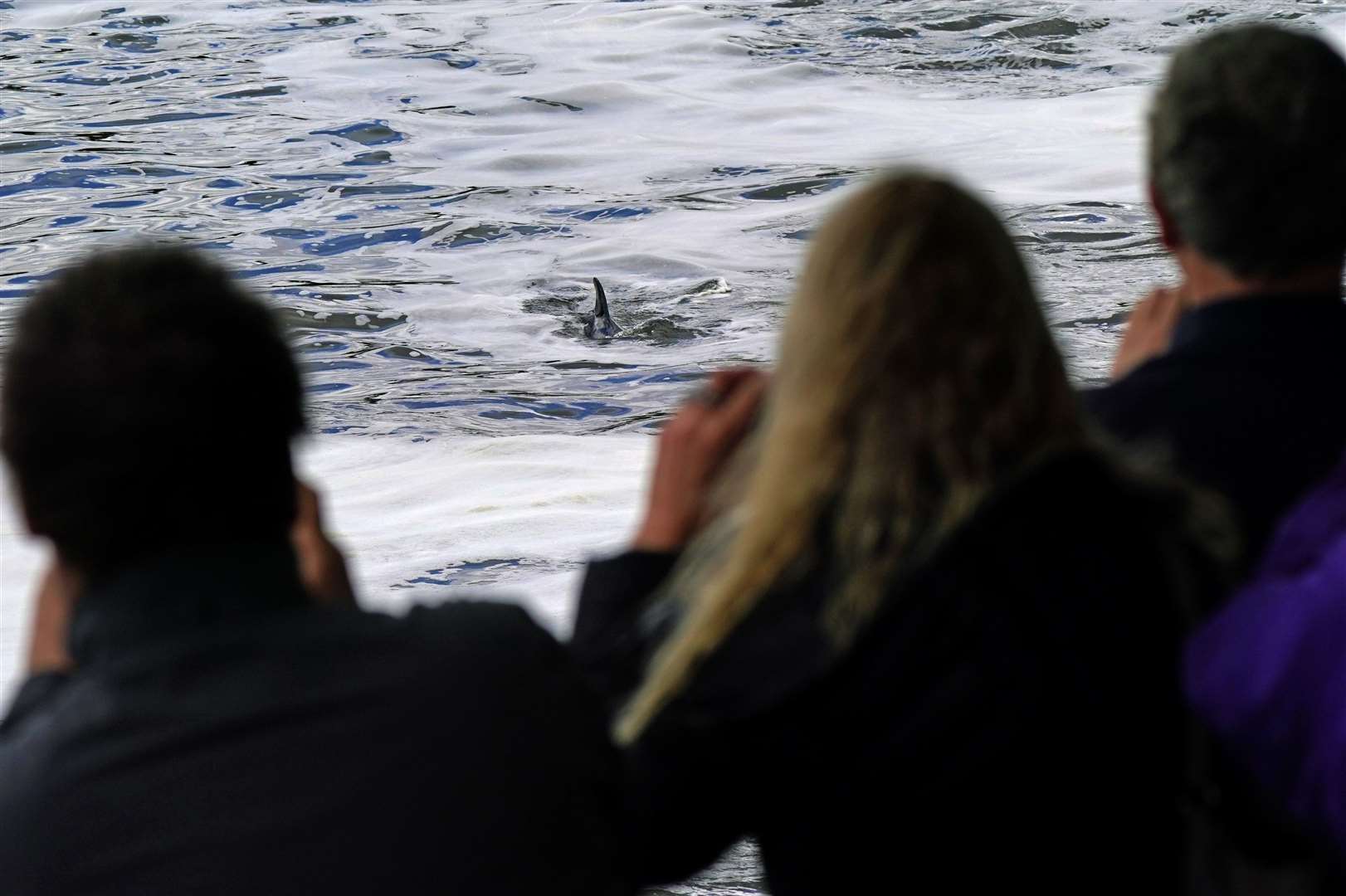 The minke whale is now near Teddington Lock (Yui/Mok/PA)