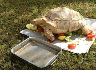 Gillingham boss Paul Scally shell-shocked at theft of giant tortoise