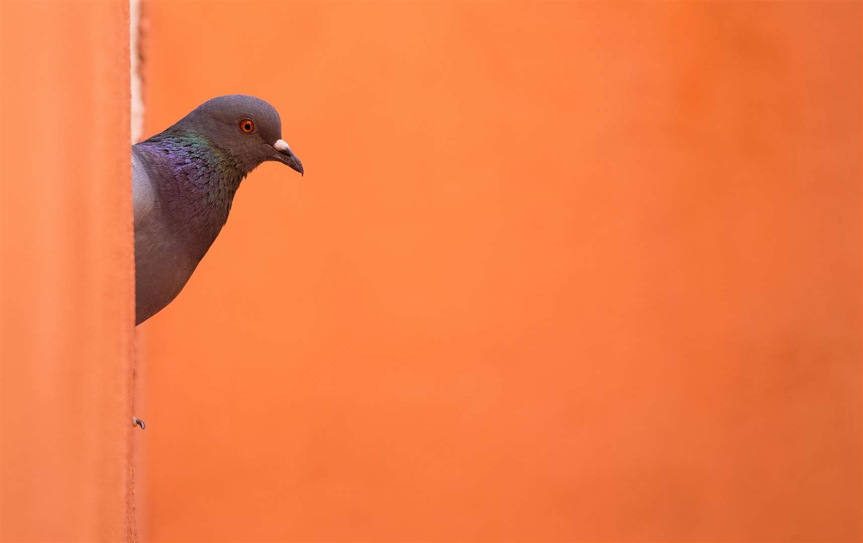 The winning shot for the welcoming wildlife category by Angela Rogers in Santorini (Angela Rogers/RHS/PA)