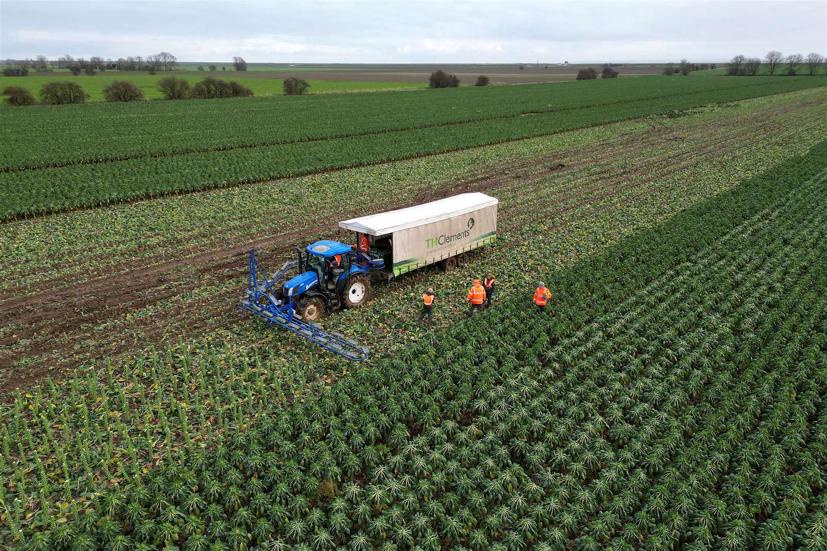 Brussels sprouts are harvested in a field at TH Clements near Boston, Lincolnshire in December 2024 (Joe Giddens/ PA)