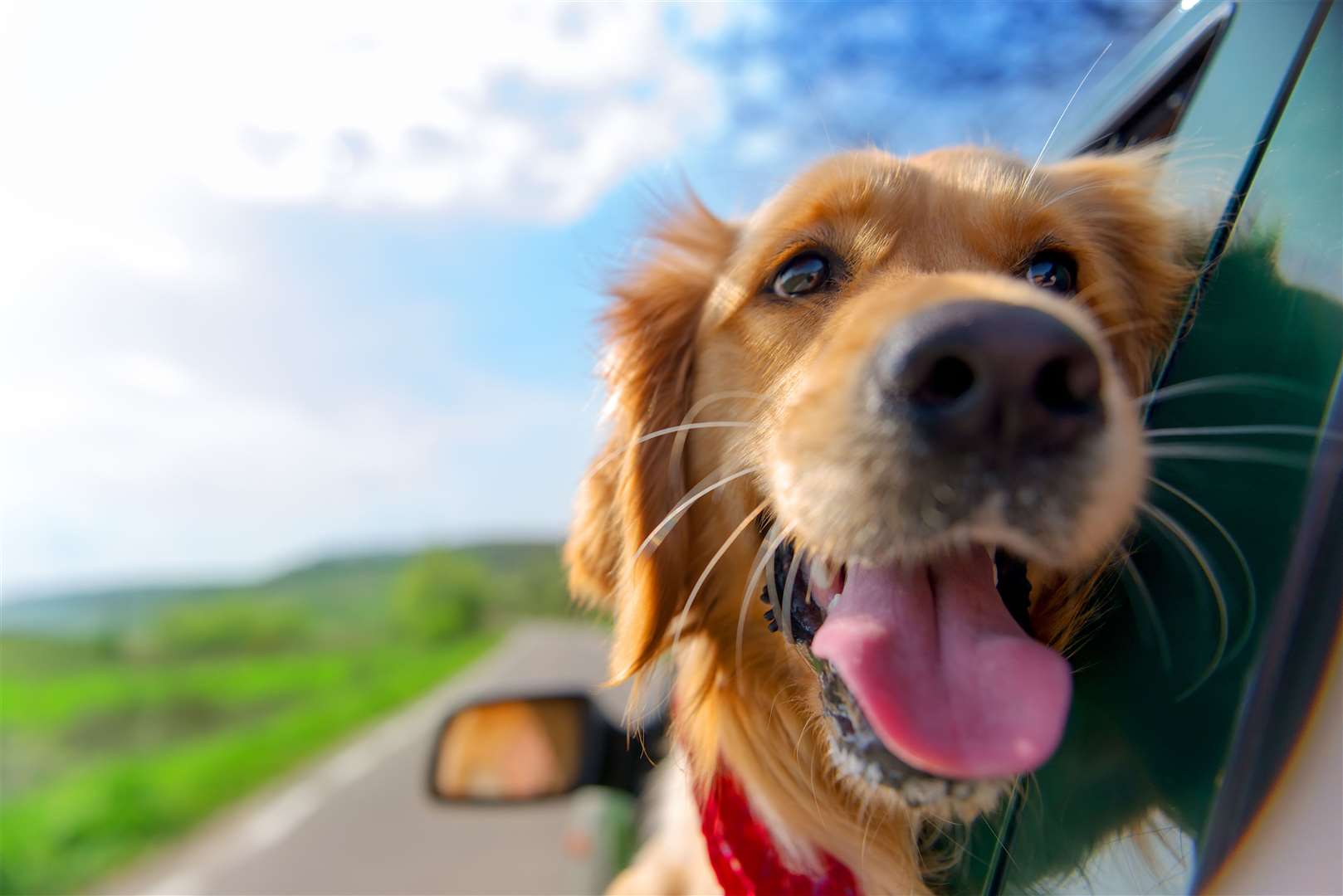 Golden retrievers are excellent human companions. Image: iStock.