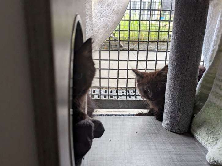 Up to 14 cats would be staying in the cattery at any one time. Picture: RSPCA