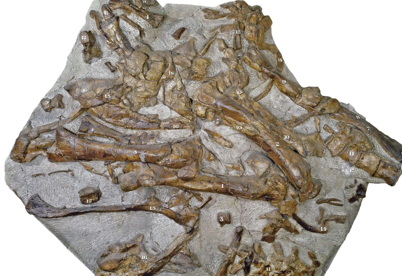The Iguanodon bones found in Maidstone. Picture: Trustees of the NHM, London