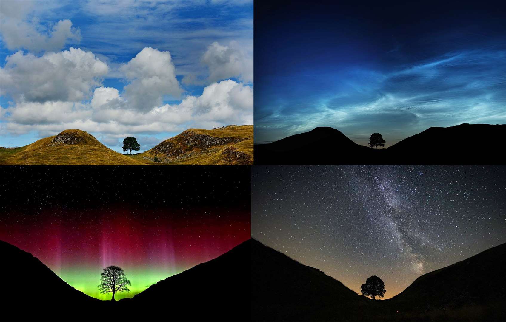 The Sycamore Gap tree inspired artists for years (Owen Humphreys/PA)