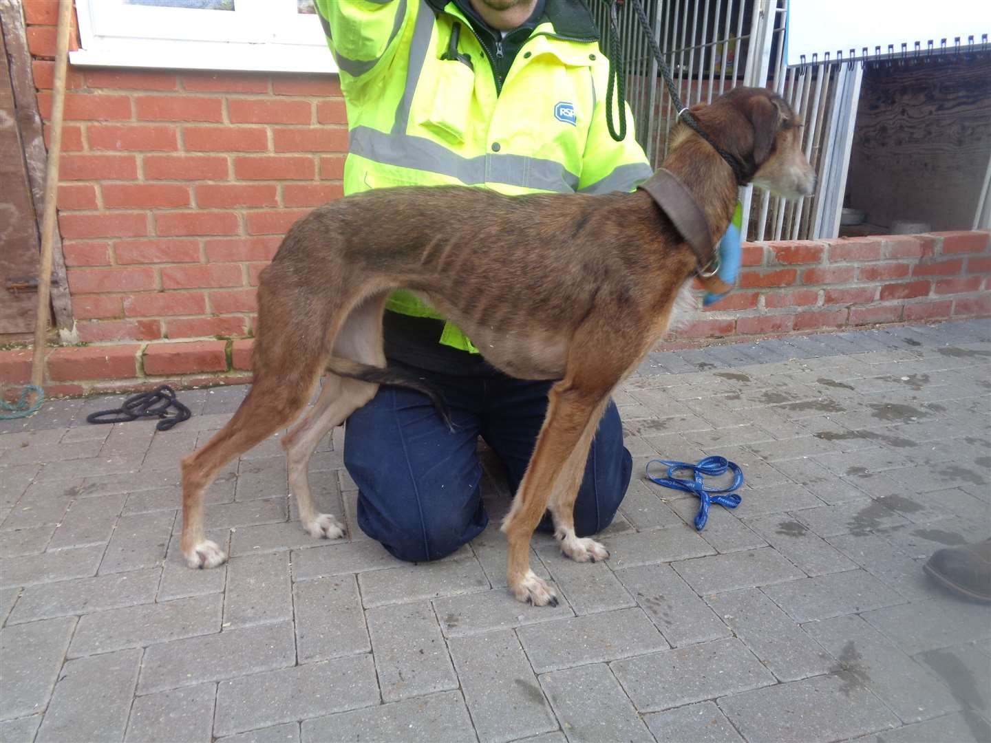 RSPCA officers found the dogs in poor conditions in Ditton, near Aylesford. Picture: RSPCA