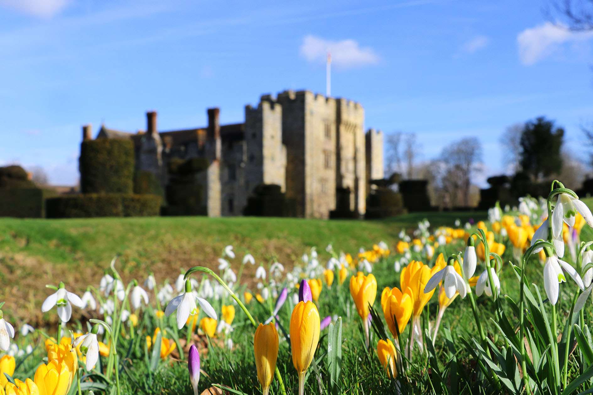 Crocuses at Hever