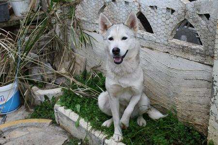 Kia the three legged husky.