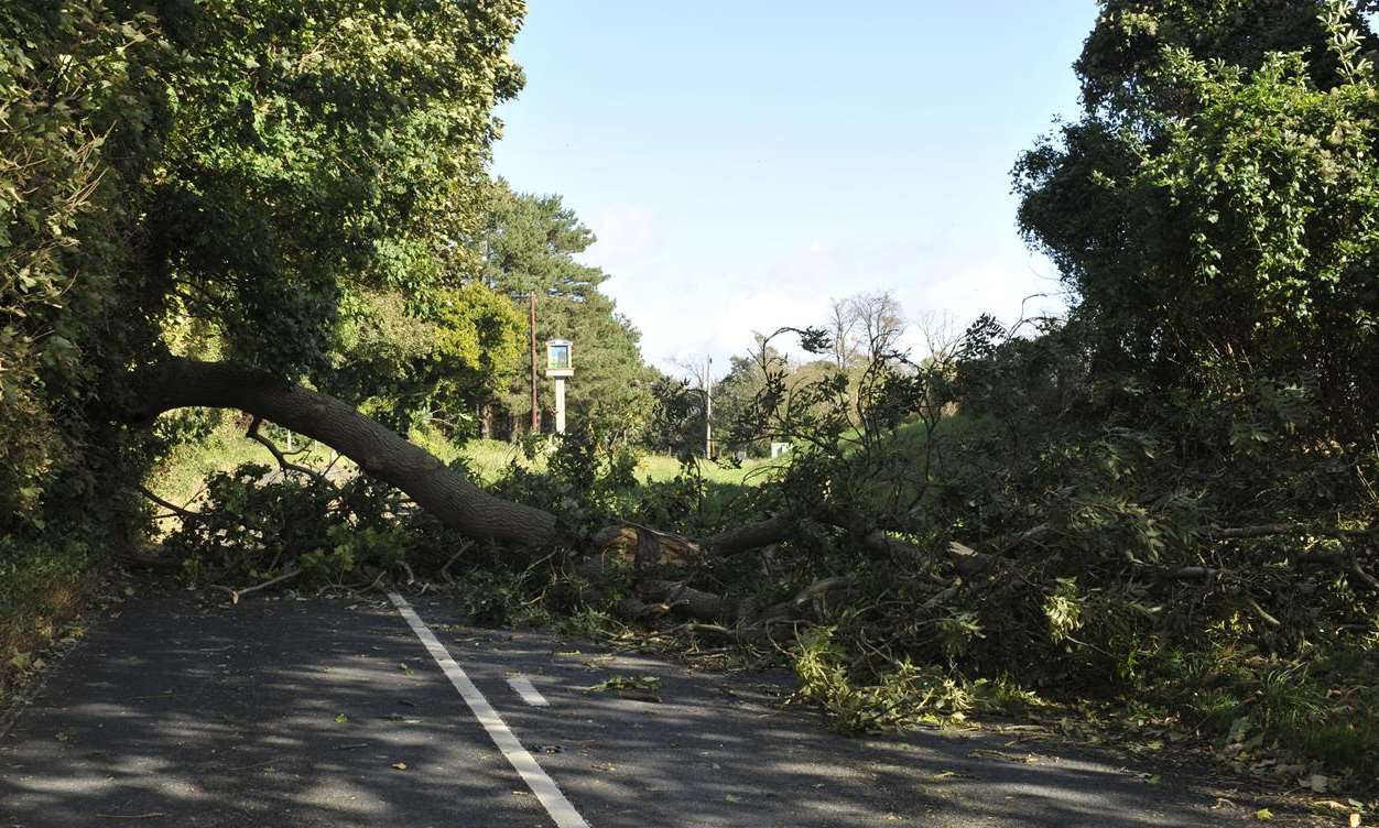 Several roads are blocked by fallen trees. Stock image.