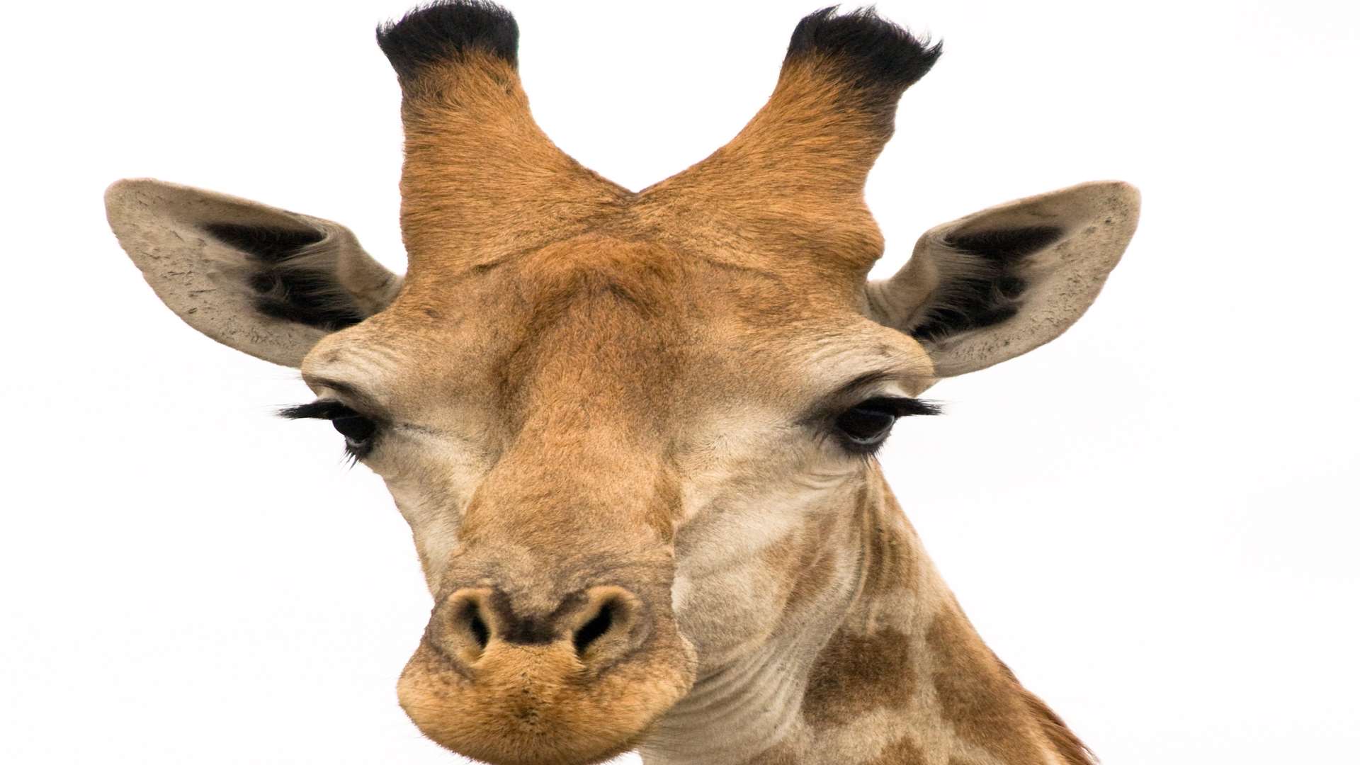Meet some giraffes and join in with the activities at Port Lympne Reserve