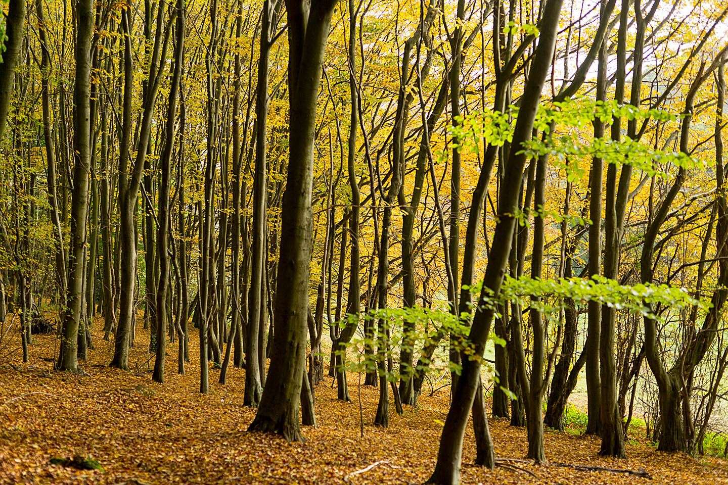 Enjoy the fall colors at Lullingstone Country Park.  Photo: KCC