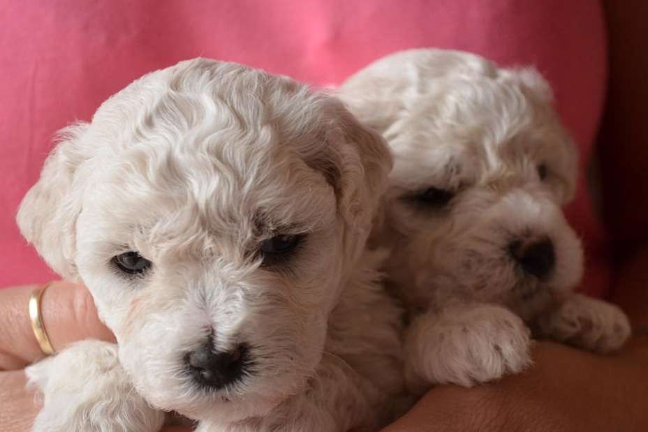 Two of the puppies killed by deadly virus