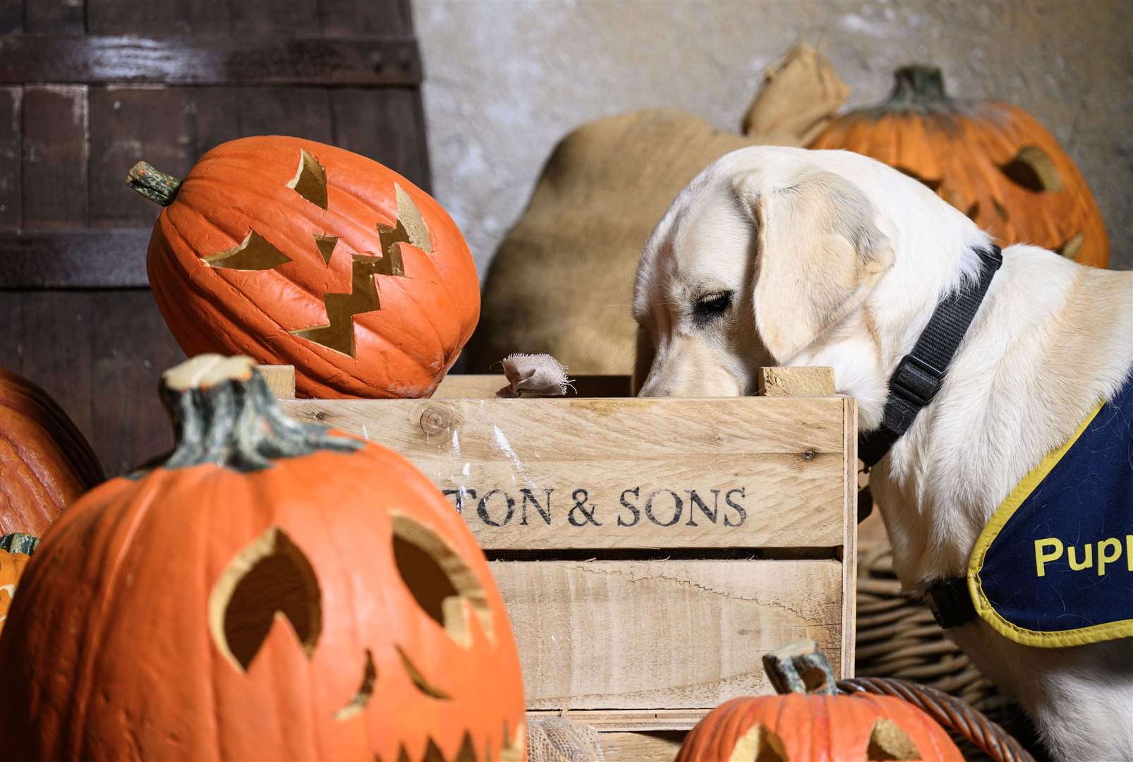 Guide Dogs is taking their puppies to Halloween activities to build the dogs’ confidence ahead of the spooky day (Doug Peters/PA)