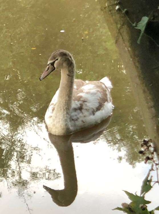 Roger Williams spotted the distressed swan in the River Medway in Maidstone (19521189)