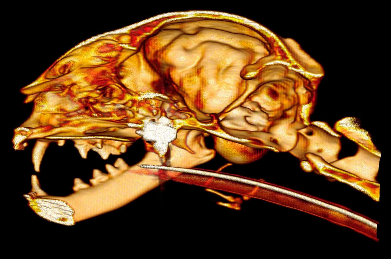 A CT scan revealed a pellet lodged between her brain and the nasal cavity. Picture: SWNS