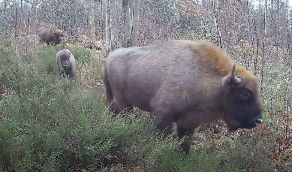 Bison roam in Blean woods. Photo Donovan Wright