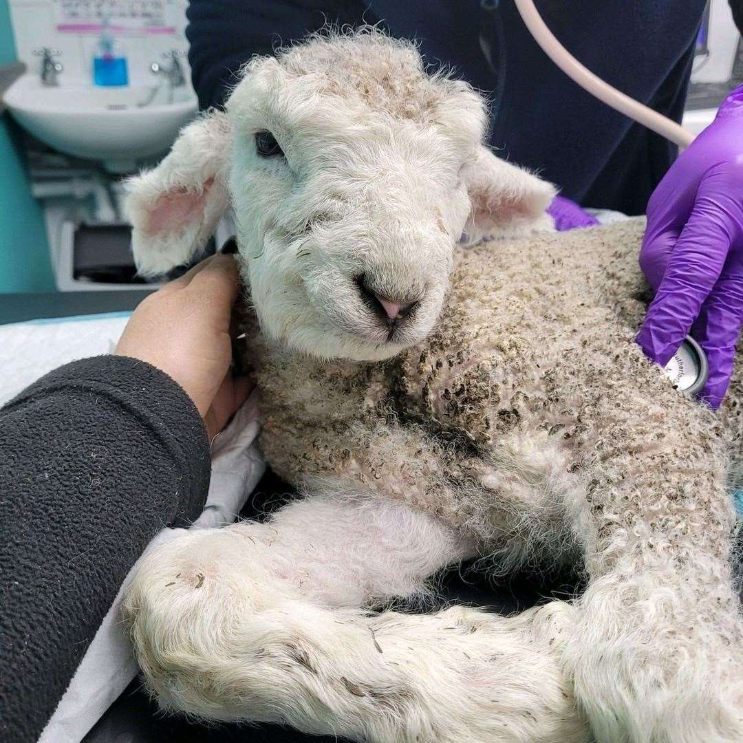 Jezzy the lamb undergoing a vet assessment