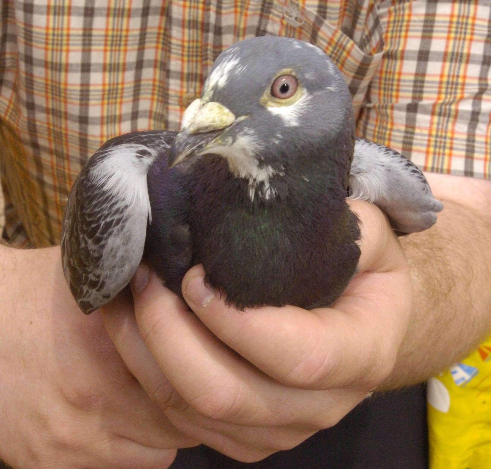 Pigeon racing is a sport that is struggling to keep participation levels up