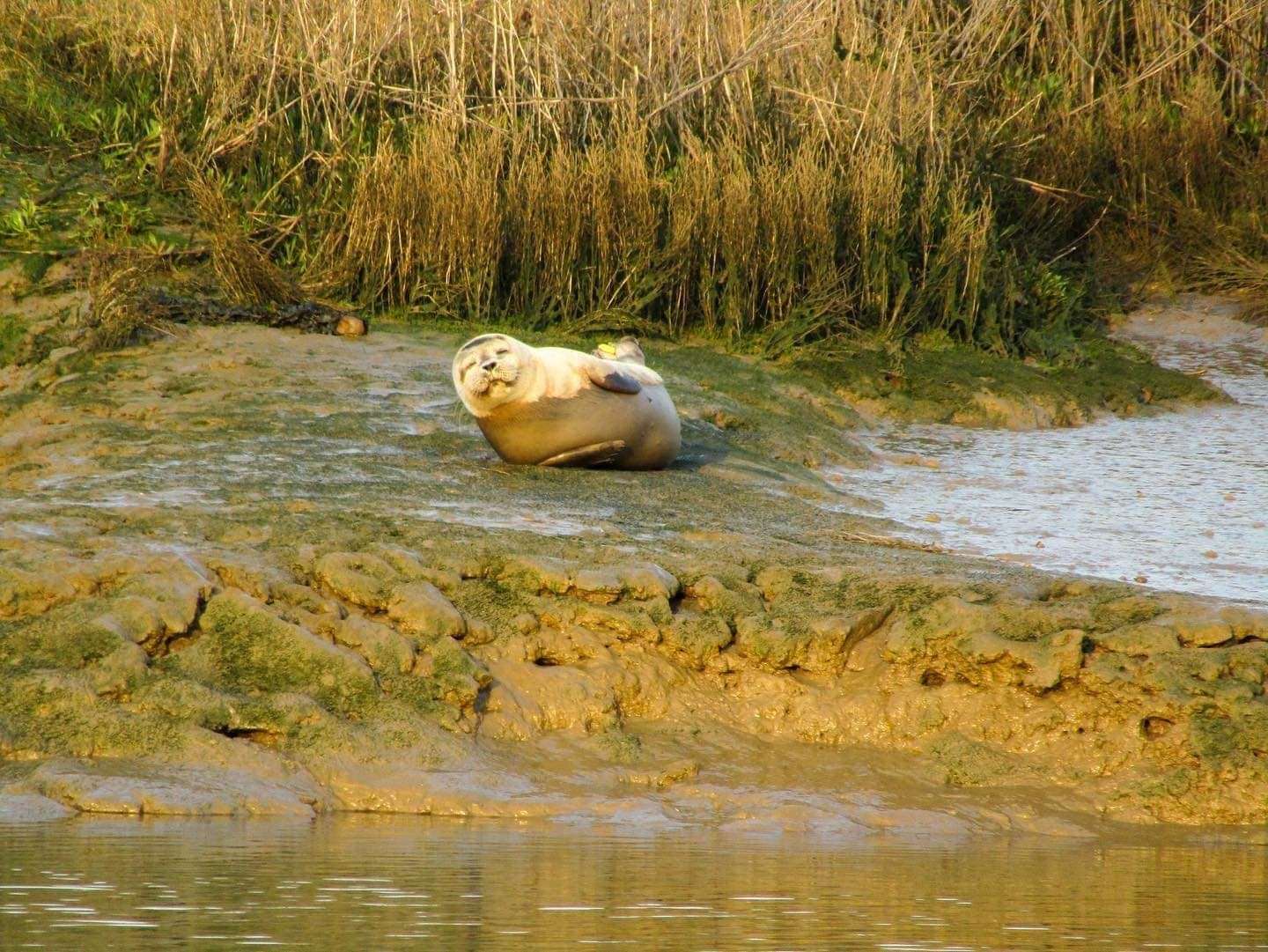 A seal sunbathing on Faversham Creek outside The Shipwright's Arms Picture: Mike Rogers