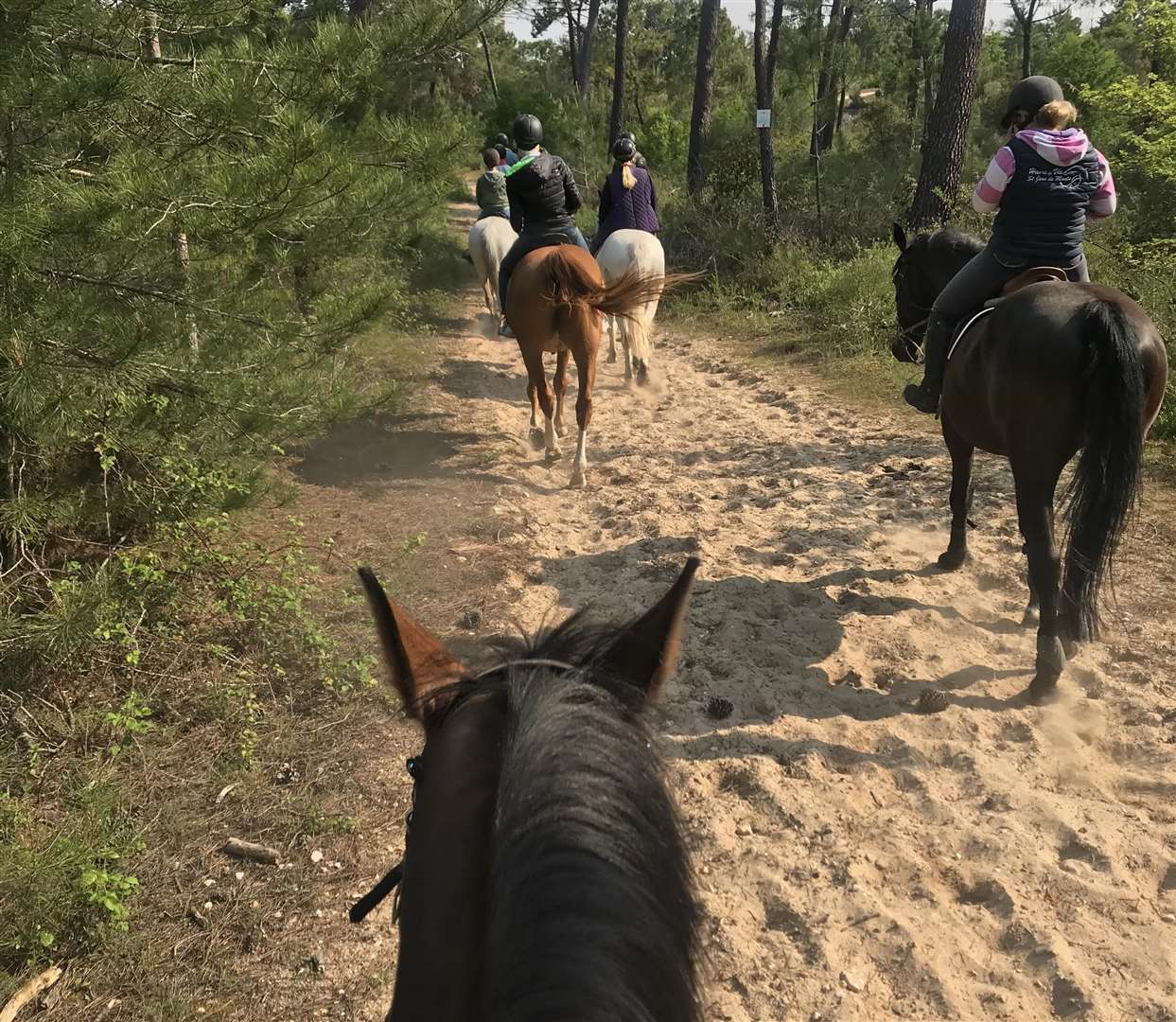 Group horse riding is a chance to discover the fauna and flora in the forest (2578098)