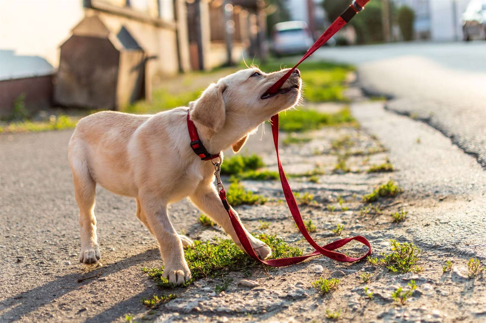 Bailey is out and Willow is in among the puppies. Image: iStock.